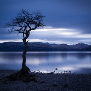 Lone Tree of Loch Lomond